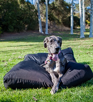 Dog Doza Original Dog Bed